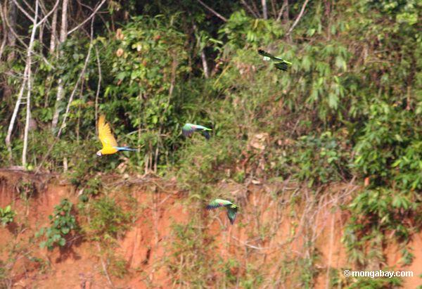 Papagaios Mealy e macaw azul-e-amarelo