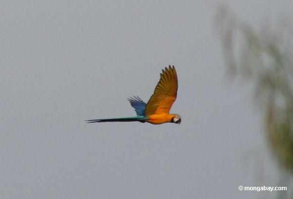 青と黄色のコンゴウインコ（アラararauna ） underwingsで目に見える飛行