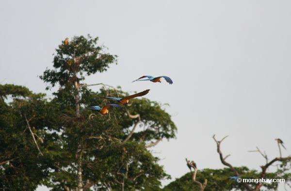 3つの青と黄色のmacaws （アラararauna ）飛行