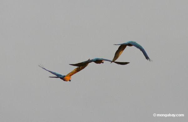 Drei Blau-und-gelbes macaws (Ara ararauna) Fliegen