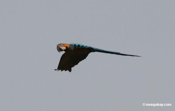Blau-und-gelbes macaw (Ara ararauna) im Flug
