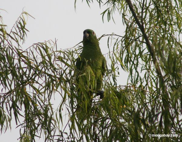 O papagaio perched no alto da árvore