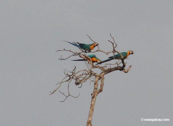 Drei Blau-und-gelbe macaws (Ara ararauna) hockten im Baum