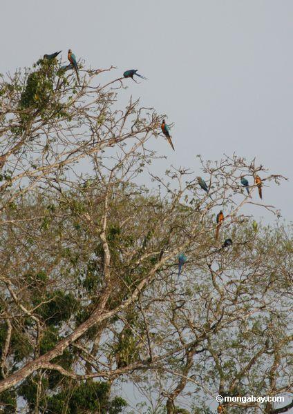 os macaws Azul-e-amarelos (ararauna de Ara) perched na árvore