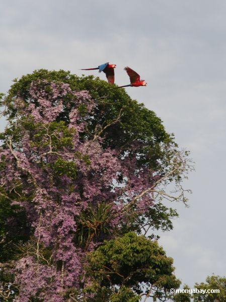Scarlet macaws, die vor purpurroten Blumen fliegen