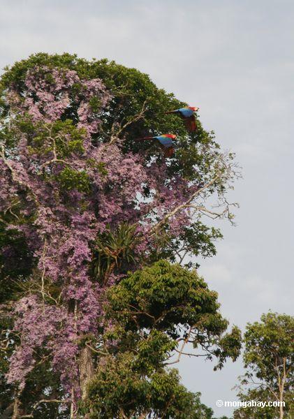 Scarlet macaws, die vor purpurroten Blumen fliegen