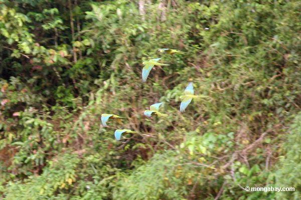 macaws Vermelho-inchados (manilata de Ara) no vôo