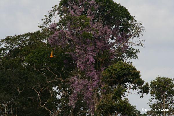 Blau-und-gelbes macaw Fliegen vor Purple blüht