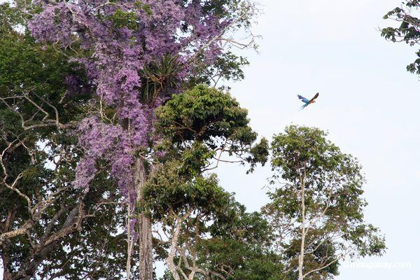 vôo Azul-e-amarelo do macaw na frente das flores roxas