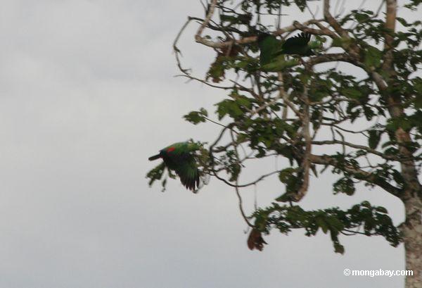 Mehlige Papageien (Amazona mehlhaltig) im Flug