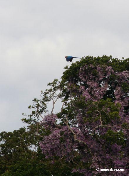 vôo Azul-e-amarelo do macaw na frente das flores roxas