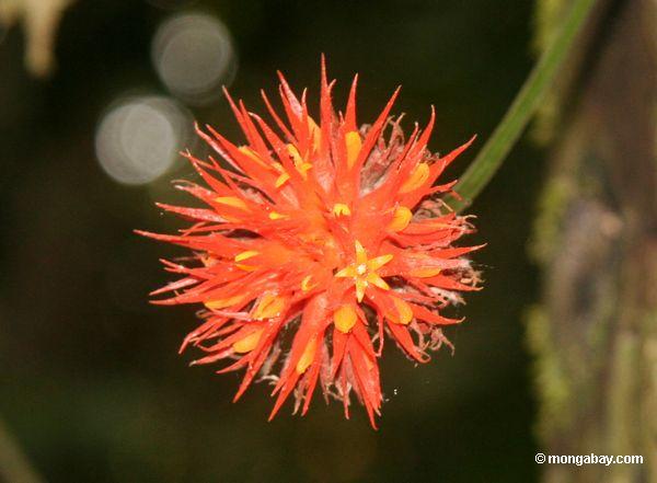 Orange und gelb Kugel-wie Blume in peruanischem rainforest 