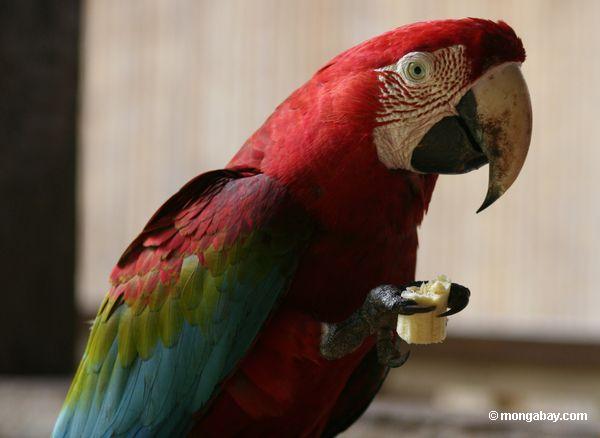 Grün-und-rotes macaw, das auf eine Banane Peru