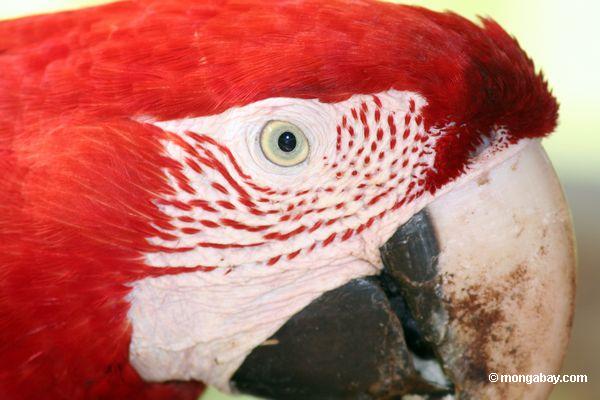 Nahaufnahme auf Gesicht eines Rot-und-grünen macaw