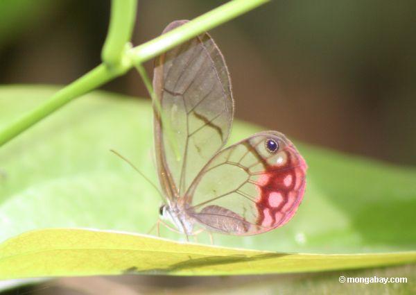 明確な翼cithaerias pireta蝶
