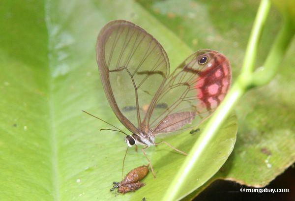 Frei-winged Cithaerias pireta Schmetterling, der auf dung einzieht