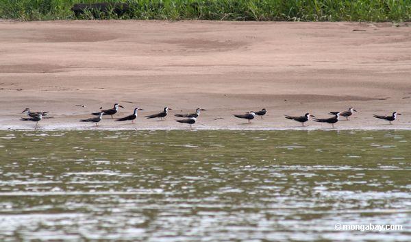 Kleine Ufervögel entlang Rio Tambopata