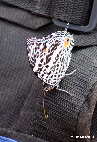 Schwarzweiss-Schmetterling mit orange eyespot in Peru