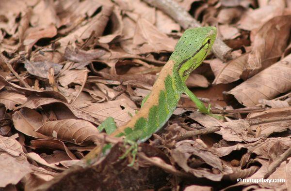 неизвестно ярко-зеленый ящерица в перуанской Амазонии