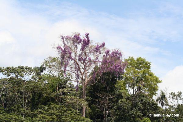 Purpurrote Blumereben, die auf Flußuferüberdachungbaum wachsen