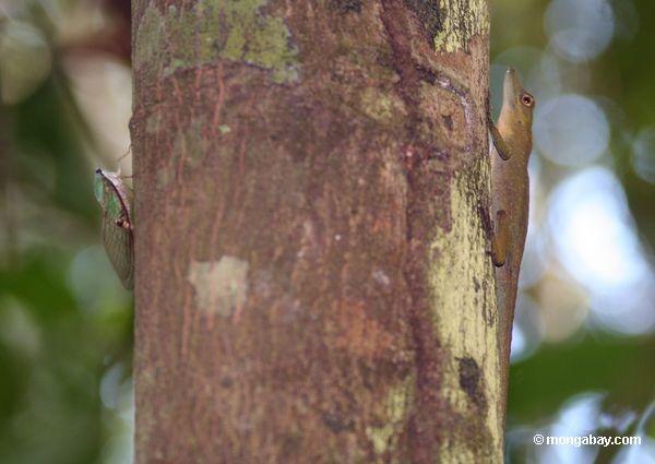 Cigarra e lagarto do anole que compartilha de um tronco da árvore