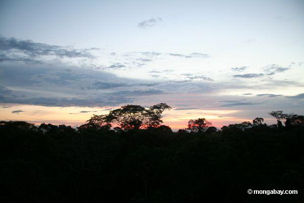 O dossel o mais rainforest do excesso do por do sol em Peru
