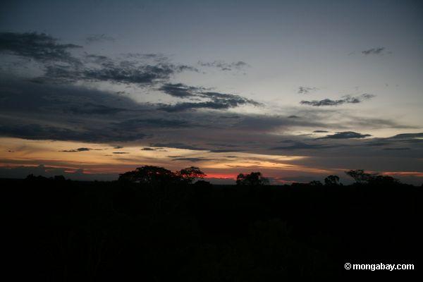 Rainforest überdachung des Sonnenuntergangüberschusses in Peru