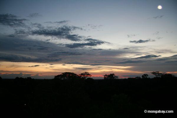 ペルーの熱帯雨林の林冠以上の日没