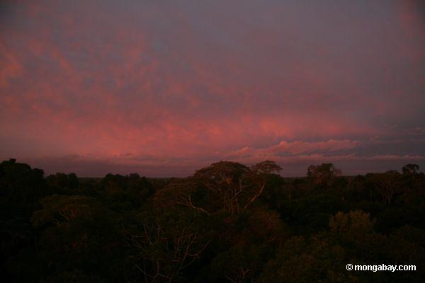 Sonnenaufgang über dem Amazonas rainforest