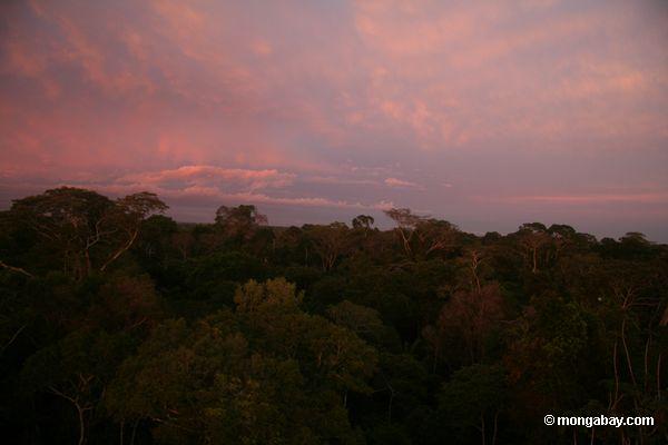 Sonnenaufgang über dem Amazonas rainforest