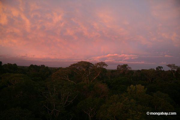 アマゾンの熱帯雨林の日の出