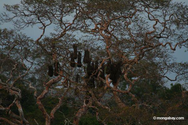 Oropendola (weaverbird) nistet im überdachungbaum