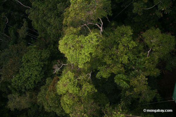 Rainforest überdachungbäume