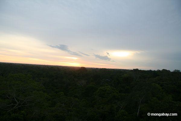 Sonnenaufgang über der rainforest überdachung