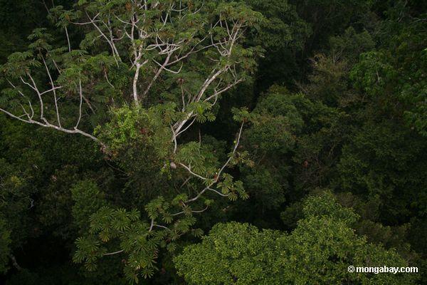 熱帯雨林の天蓋のcecropiaツリー