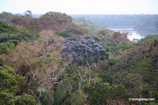 Purpurroter blühender Baum in der rainforest überdachung