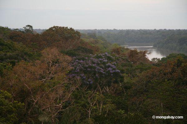 Purpurroter blühender Baum in der rainforest überdachung