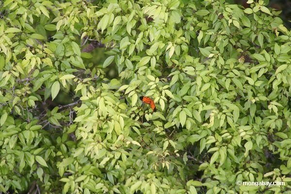 Schmetterling in der rainforest überdachung