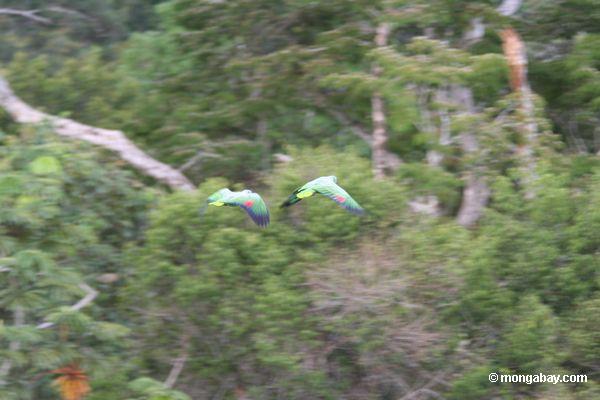 Mehlige Papageien (Amazona mehlhaltig) im Flugüberschuß rainforest