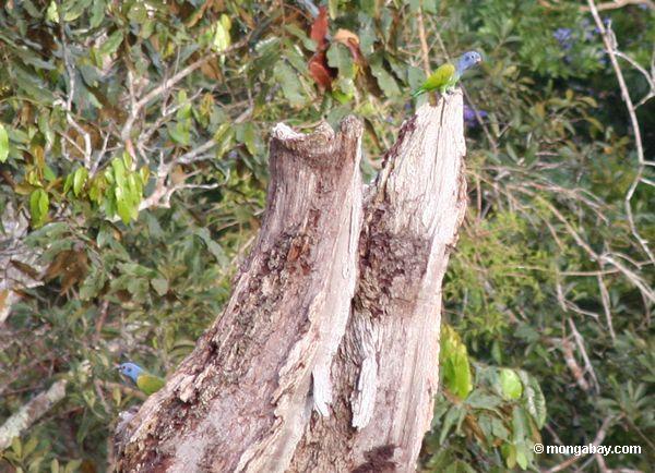 青いオウム、 pionus menstruus頭は、天蓋で