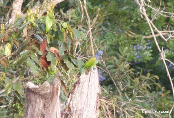 papagaio Azul-dirigido, menstruus de Pionus