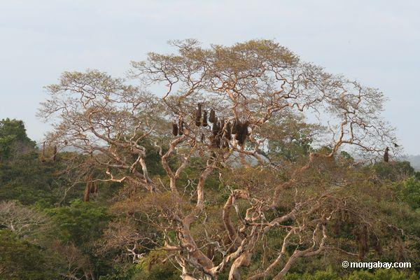 Hängende Oropendola Nester im überdachungbaum