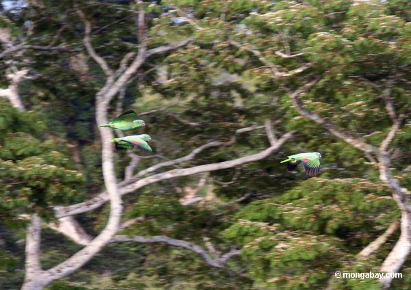 Mehlige Papageien im Flugüberschuß rainforest