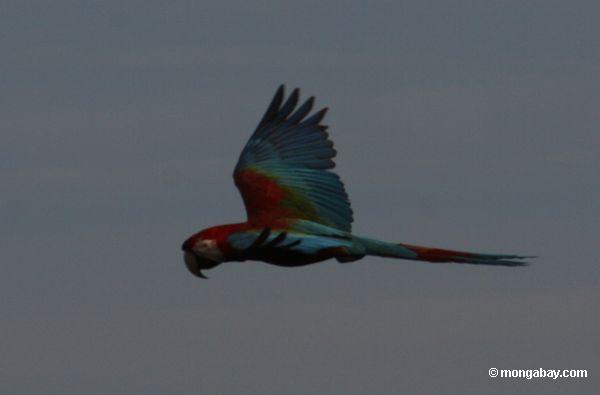 赤と緑のコンゴウインコ飛行