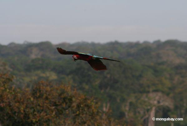 赤と緑の森の上を飛んでコンゴウインコ