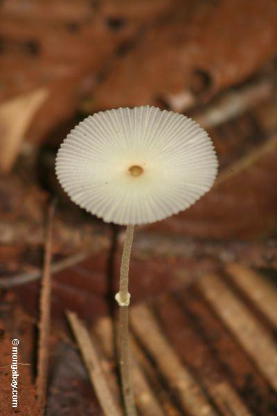 Weißer Pilz auf Waldfußboden