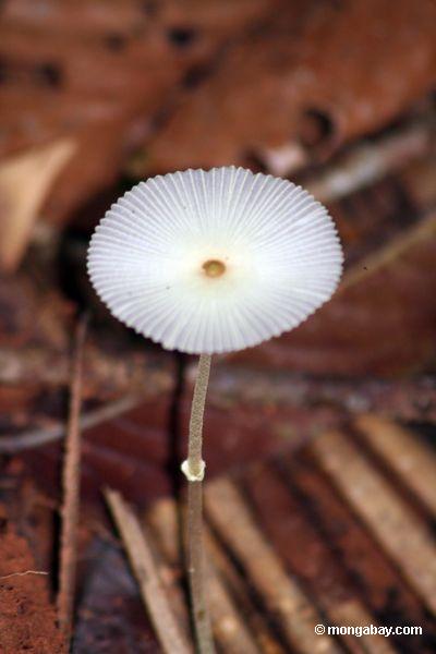 Cogumelo branco no assoalho da floresta
