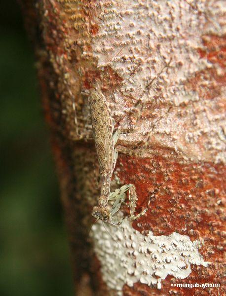 Getarnter betender Mantis auf Baumstamm