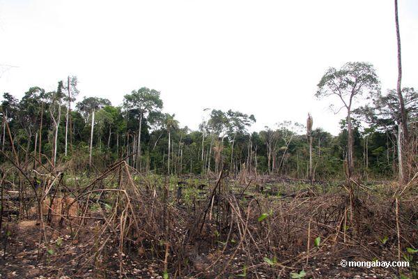 Landwirtschaft im Regenwald nahe Puerto Maldanado Schrägstrich-und-brennen