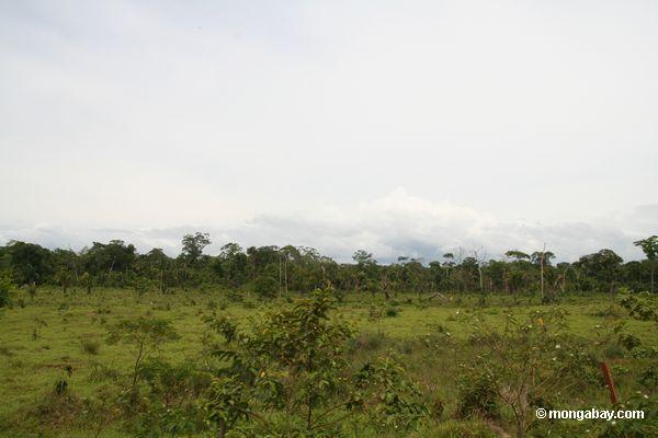 プエルトmaldanado牛の放牧場の近くの森林破壊